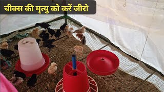 Chiks ko mortality se kaise bachayen  deshi murgi palan ki jankari  देशी मुर्गी पालन [upl. by Ativ]