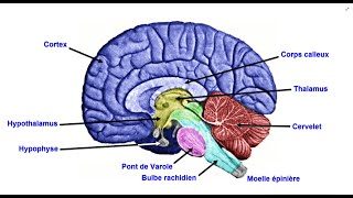 Lencéphale  Le système nerveux central [upl. by Mareah525]