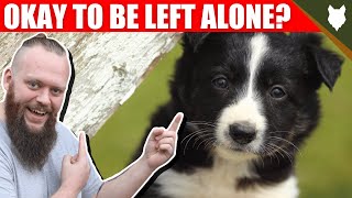 Can a BORDER COLLIE be left alone [upl. by Ecidnak590]