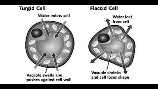 Turgid and Flaccid Plant Cell [upl. by Gracia]