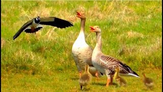 Northern Lapwing scaring away Greylag Geese from its nest [upl. by Yelsnia]