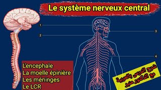 Les organes du systeme nerveux central [upl. by Joacimah52]