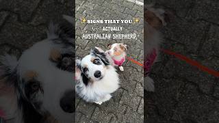 5 Signs that you are ACTUALLY an Australian Shepherd ✨ [upl. by Irek]