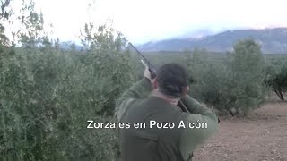 Zorzales en Pozo Alcon [upl. by Wiltsey]