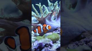 Incredible Reef Aquarium reef reeftank fish [upl. by Terrene954]