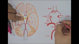 Circulus Arteriosus Circle of Willis [upl. by Delsman703]