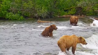 32 Chunk is Still Courting 101  July 5 2024 exploreorg [upl. by Keppel891]