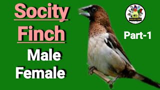 Socity  Bengalese Finch 🔴MALE 🟢FEMALE Part1 [upl. by Ramoh]