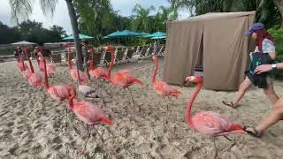 Discovery Cove Flamingo Walk Short [upl. by Eniala442]