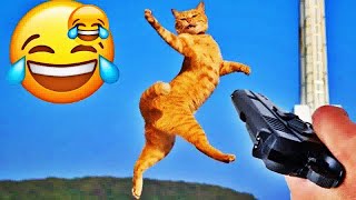 CLASSIC Dog and Cat Videos😻😒🐈1 HOURS of FUNNY Clips🤣😵‍💫 [upl. by Waller]