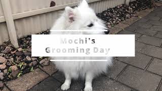 Mochis Grooming Day  Why Japanese Spitzs Need Professional Grooming [upl. by Demp]