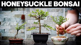 How to Make Bonsai from a Honeysuckle🌼EASY [upl. by Aivun]