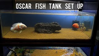 The Oscar Tank Setup  Oscar and Severum Tank Is Ready  Imrans World [upl. by Nonie]