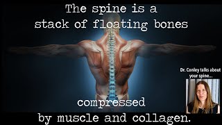 The Spine is a Stack of Floating Bones Compressed by Muscle and Collagen [upl. by Acimad929]