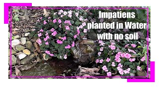 Impatiens planted in Water with no soil [upl. by Adnerb]