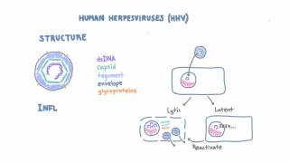 Introduction to Human Herpesviruses HHV [upl. by Adey545]