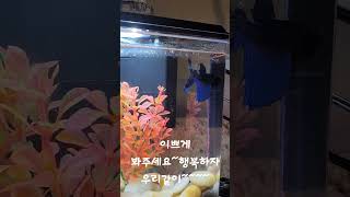 파랭이는 울가족요Blue Veiltail betta [upl. by Noremac]