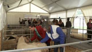 Cuche et Barbezat les Neuchâtelois découvrent la Foire du Valais épisode 7 [upl. by Yatnuhs]