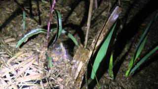 Southern Chorus Frog Calling [upl. by Neb]