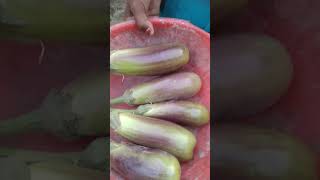 Aisa des h merashorts ytshorts desigaawbegansabjiplant🍆🍆🍆🍆🍆 [upl. by Nirac]