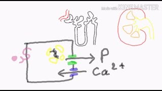 physiologie de la parathyroide  régulation phosphocalcique [upl. by Enrahs]