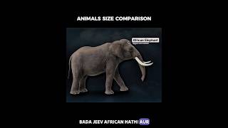 Animals size Comparison [upl. by Narrat]