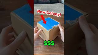 New Big Headed Colony 🐜🤝 ants antkeeper antkeeping unboxing queenant antcolony [upl. by Gredel622]