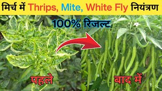 मिर्च की फसल में वायरस रोग का नियंत्रण  Virus Disease Control In Chilli  Leaf Curl In Chilli [upl. by Lorelie742]