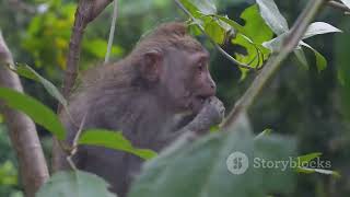 Meet the LionTailed Macaque Natures Hidden Gem [upl. by Aldwin]