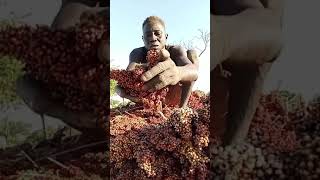 Learn this special way of putting sorghum in order farming harvesting [upl. by Rentsch]