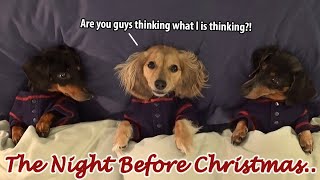 Ep7 Dachshund Mischief on the Night Before Christmas [upl. by Akenom]