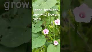 Learn from the way wild flowers grow music song ipomea flowers gardenvibes herbaceous nature [upl. by Mount]