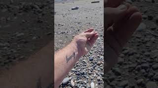 How to spot AGATE on the river agate rockhounding fraserriver sandbar howto [upl. by Eanej]