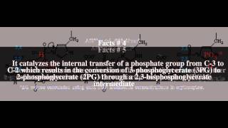 Phosphoglycerate mutase Top  7 Facts [upl. by Dan100]