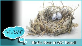 Detailing a Birds Nest in Watercolor Pencil – Complete Process [upl. by Malloy]