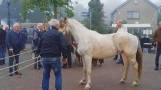 paardenmarkt Heeten [upl. by Nyraa]