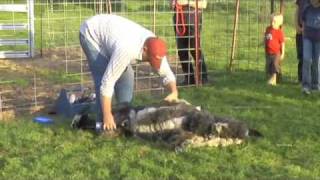 Fleecing Jacobs Shearing Sheep [upl. by Oliviero]