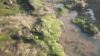 Workington Cumbria  Rock Pools on the Beach [upl. by Raffaj804]