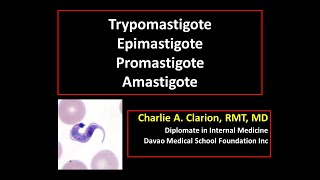 Blood and Tissue Flagellates Trypomastigote Epimastigote Promastigote and Amastigote [upl. by Laird]