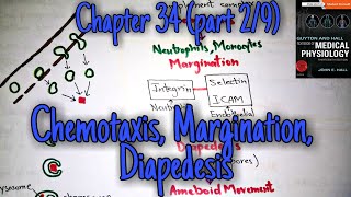 Chemotaxis margination diapedesis chapter 34 part 2 Guyton and Hall text book of physiology [upl. by Arit]