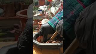 BEGONIA LEAF CUTTINGS PROPAGATION PROCESS plantingtips propagation [upl. by Littman]