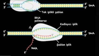 Transkripsiyon ve mRNA’nın İşlenmesi [upl. by Atsilac279]