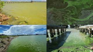 OCN1010 Video Final  Algae in the Indian River Lagoon [upl. by Cathlene]