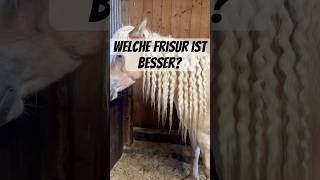 Frisurentest 1 oder 2  pferd horse pferde equestrian pony reiten horses schweiz haflinger [upl. by Ellocin]