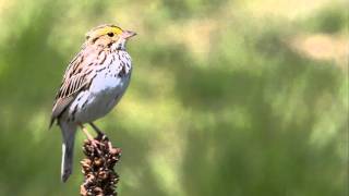 Savannah Sparrow Singing [upl. by Aneahs316]