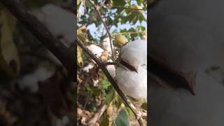 🔴Cotton picking😀 nature cotton plant youtubeshorts harvesting 🌱chatgpt breakingnews [upl. by Ynor160]