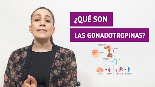 ¿Qué son las gonadotropinas y cuáles son sus funciones [upl. by Fairman]