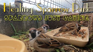 HSP20240104 Part 1 The sparrows that came to the sparrow park are eating all day today [upl. by Lonny]