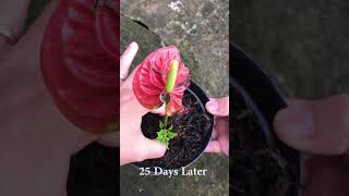 Tips for propagating anthuriums to quickly germinate [upl. by Donelson]