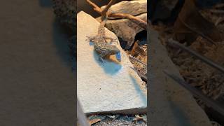 CROCODILE GECKO FEEDING he’s insane [upl. by Balkin]